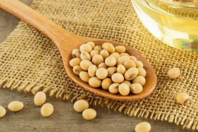 Soybean Soybean