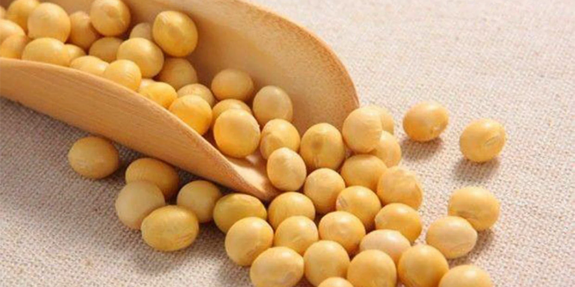 soybean soybean