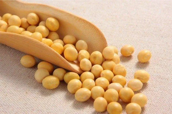 soybean soybean