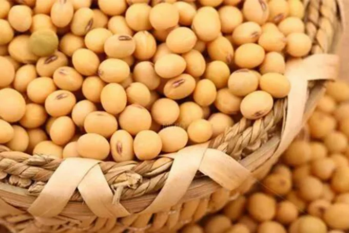 soybean