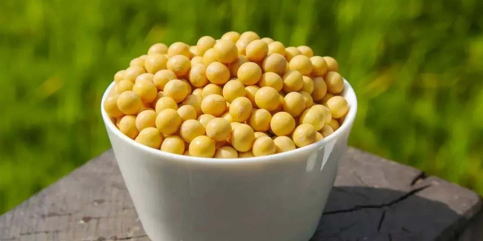 Soybean