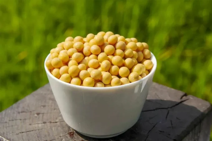 Soybean