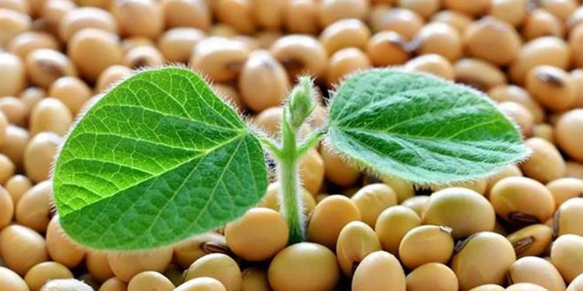 Soybean