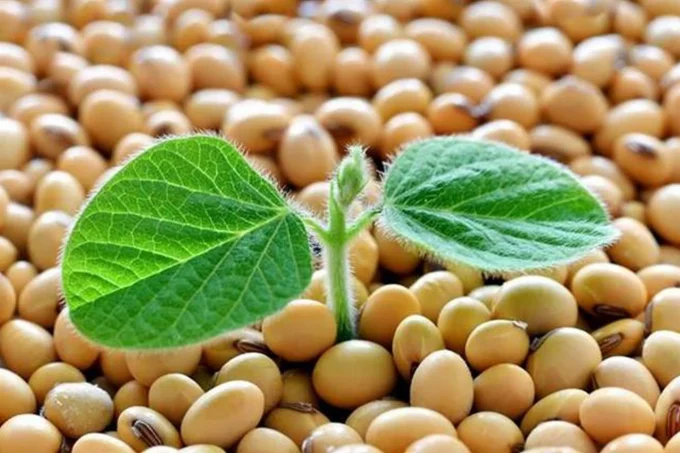 Soybean