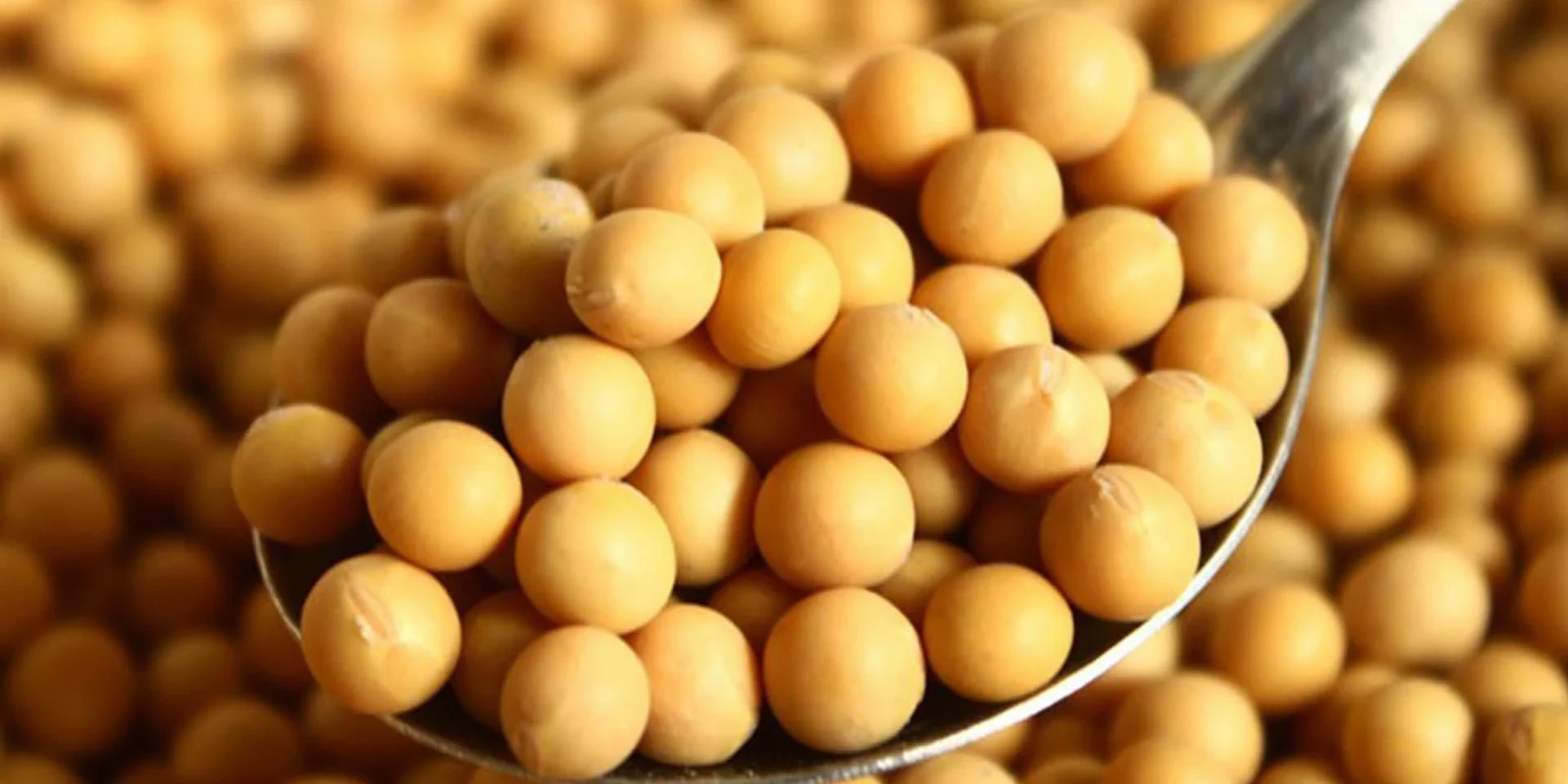 Soybean