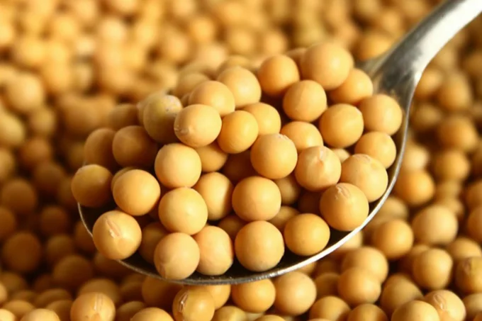 Soybean