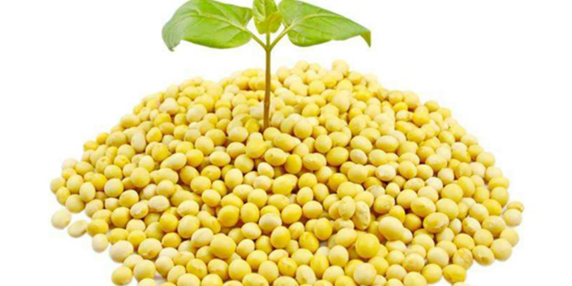 soybean soybean