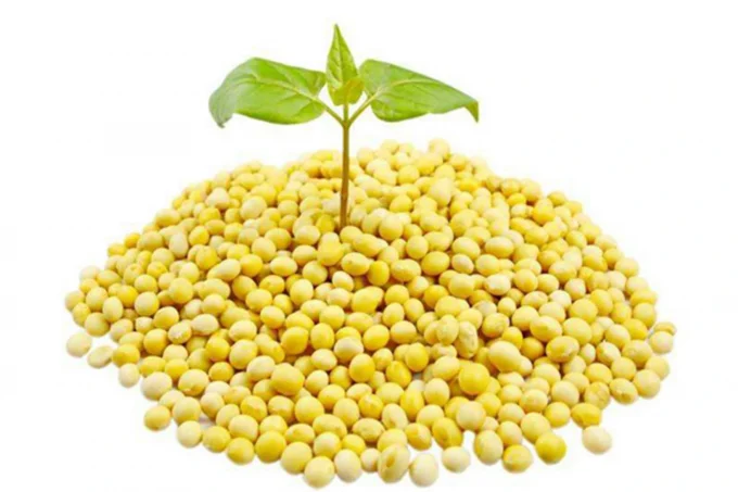 soybean soybean
