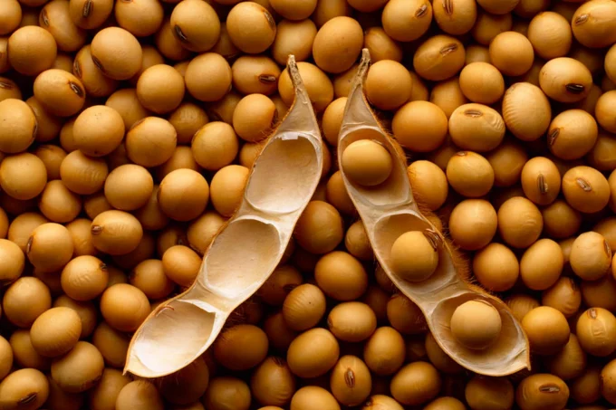 soybean