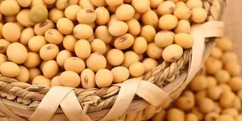 soybean