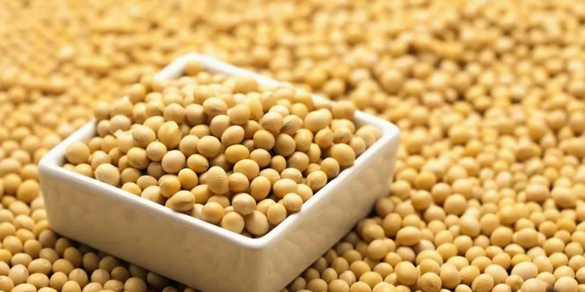 soybean~1 soybean