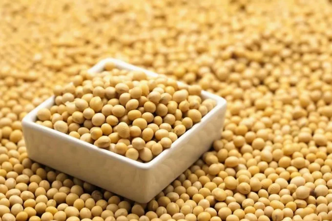 soybean