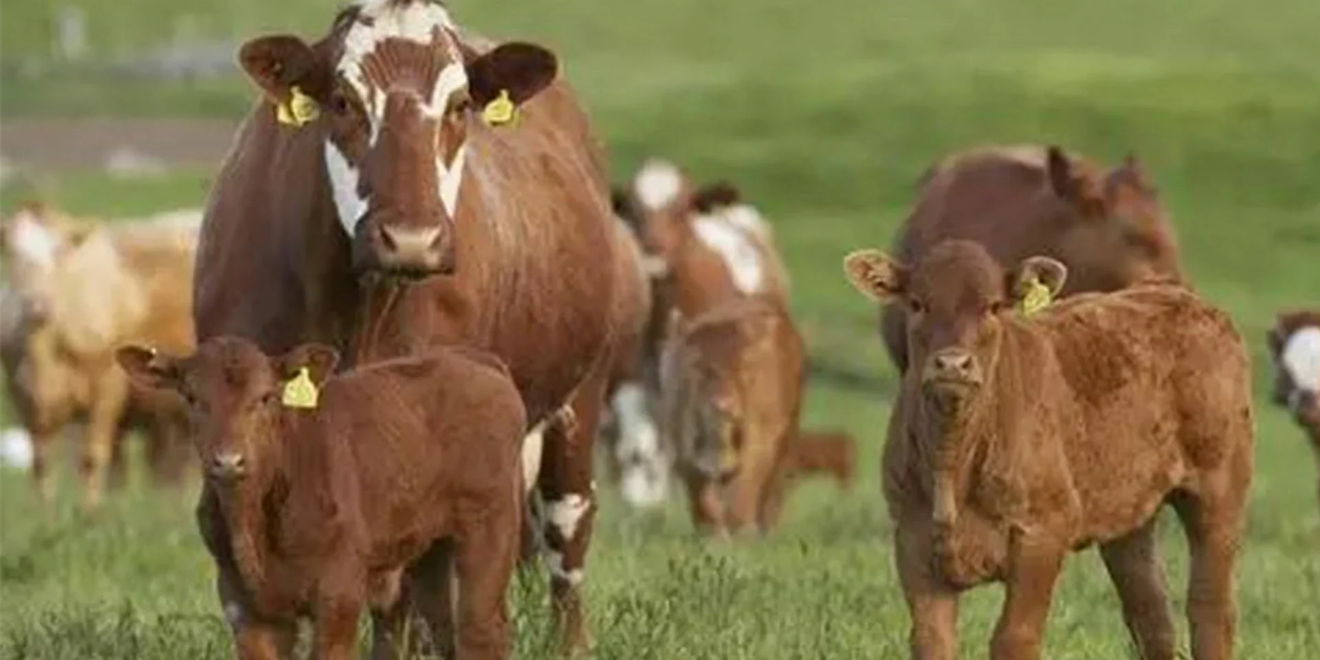 Animal food Animal food