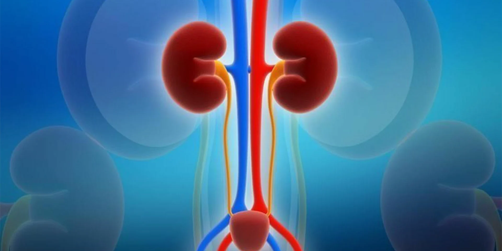 Healthy kidney