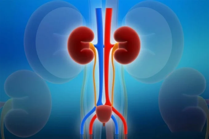 Healthy kidney