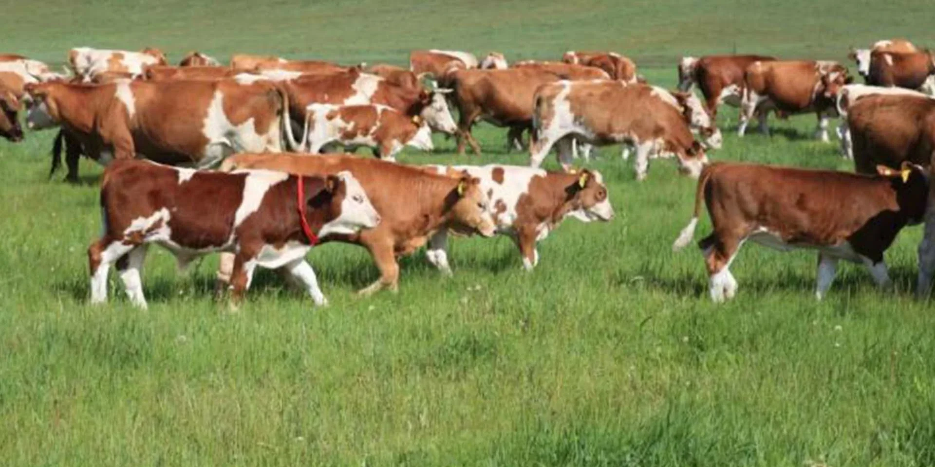 Livestock breeding Livestock breeding