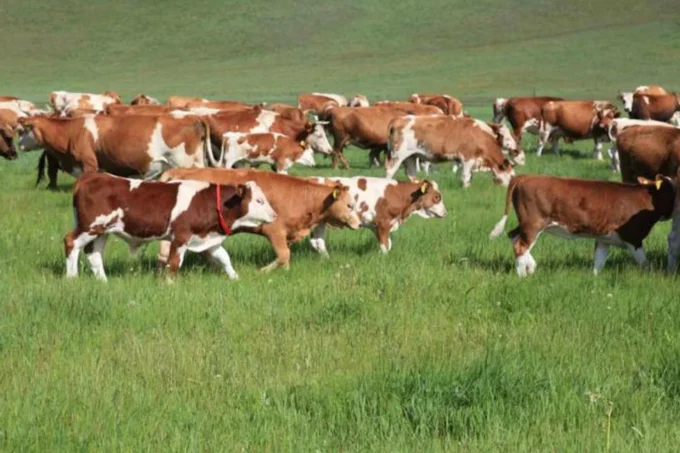 Livestock breeding