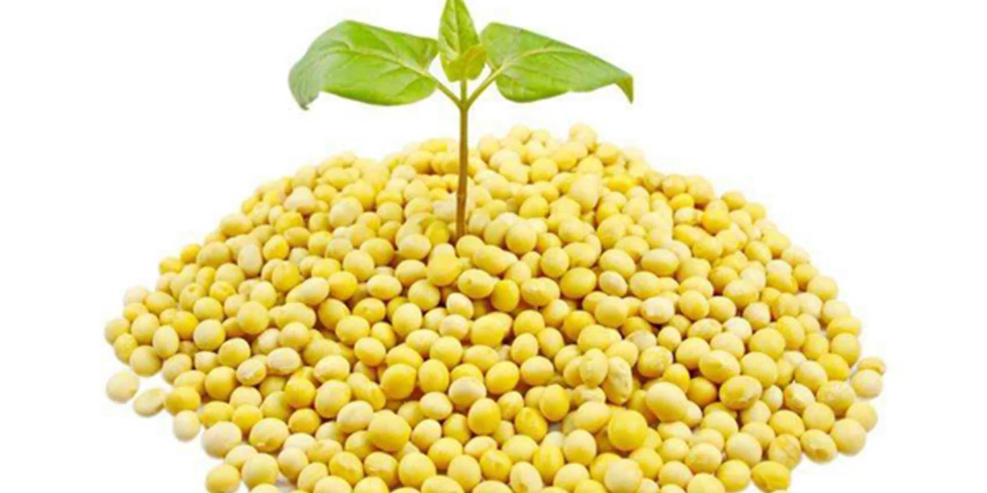 Textured vegetable protein