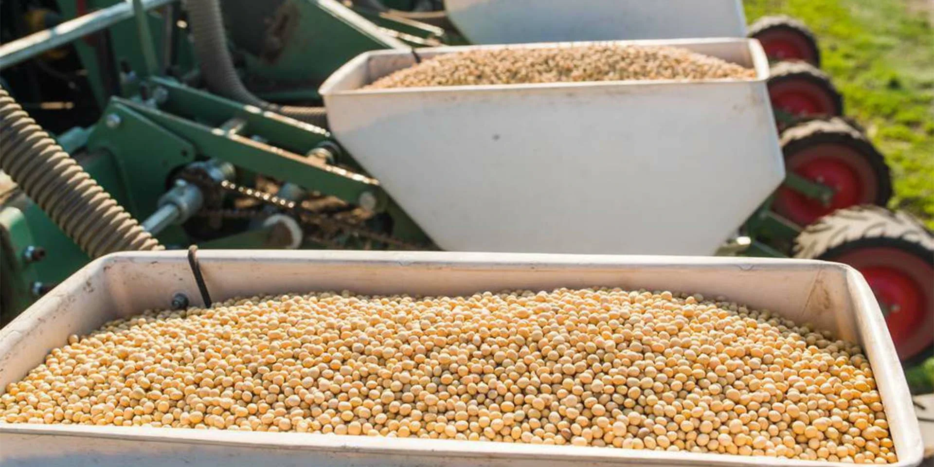 soybean