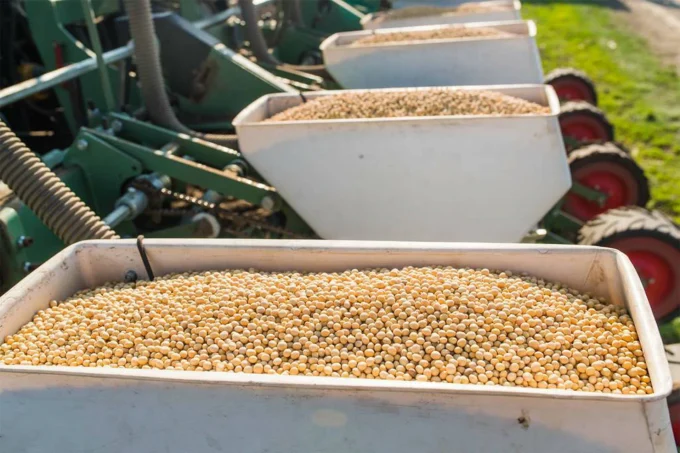 soybean soybean
