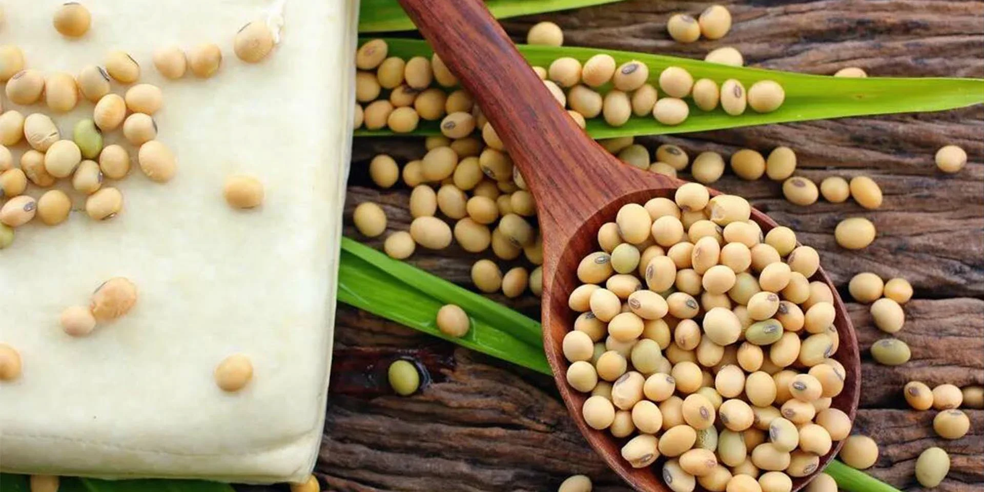 soybean soybean