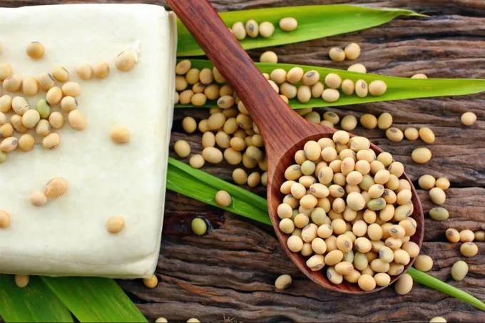 soybean soybean
