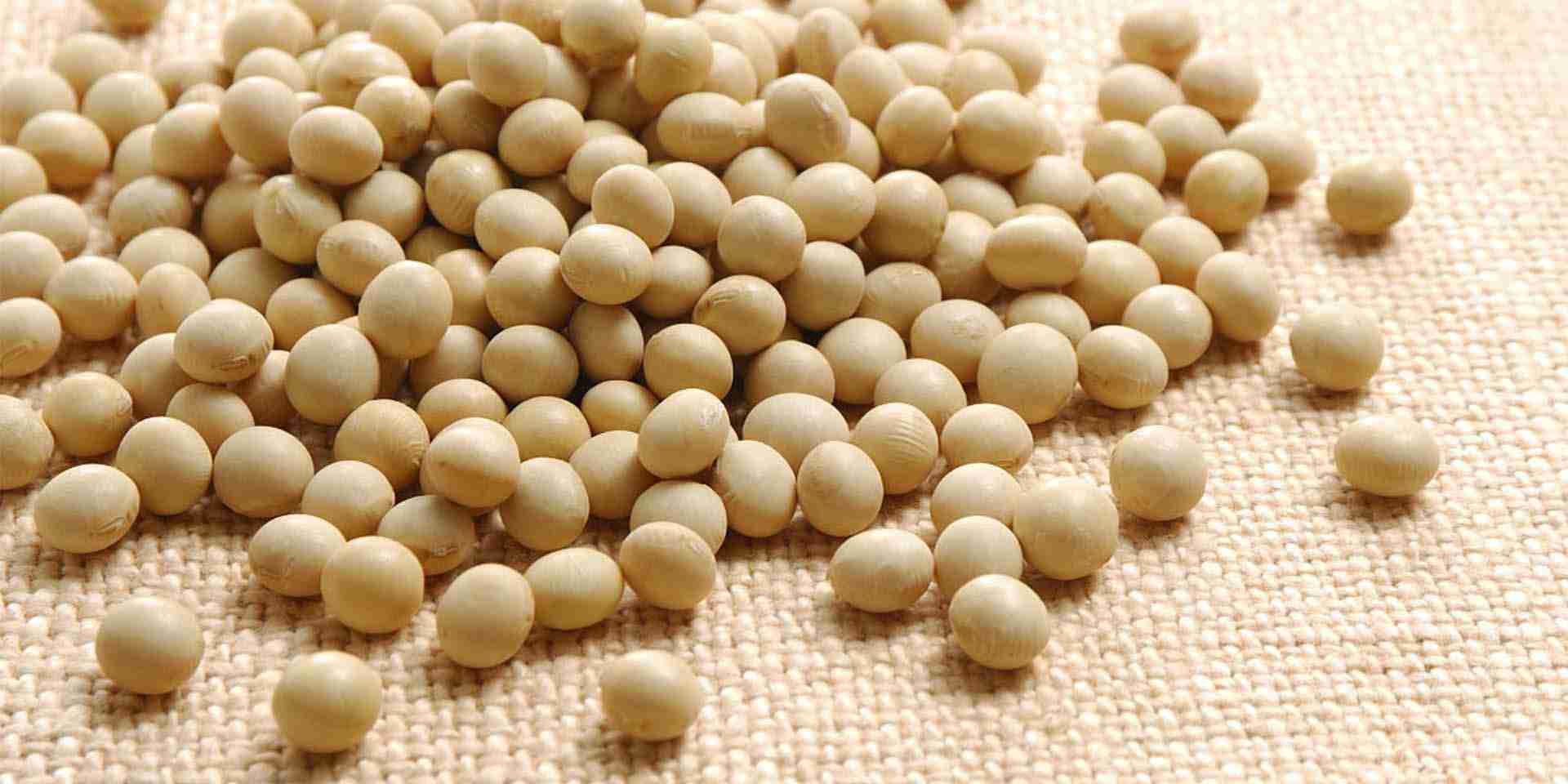 soybean soybean