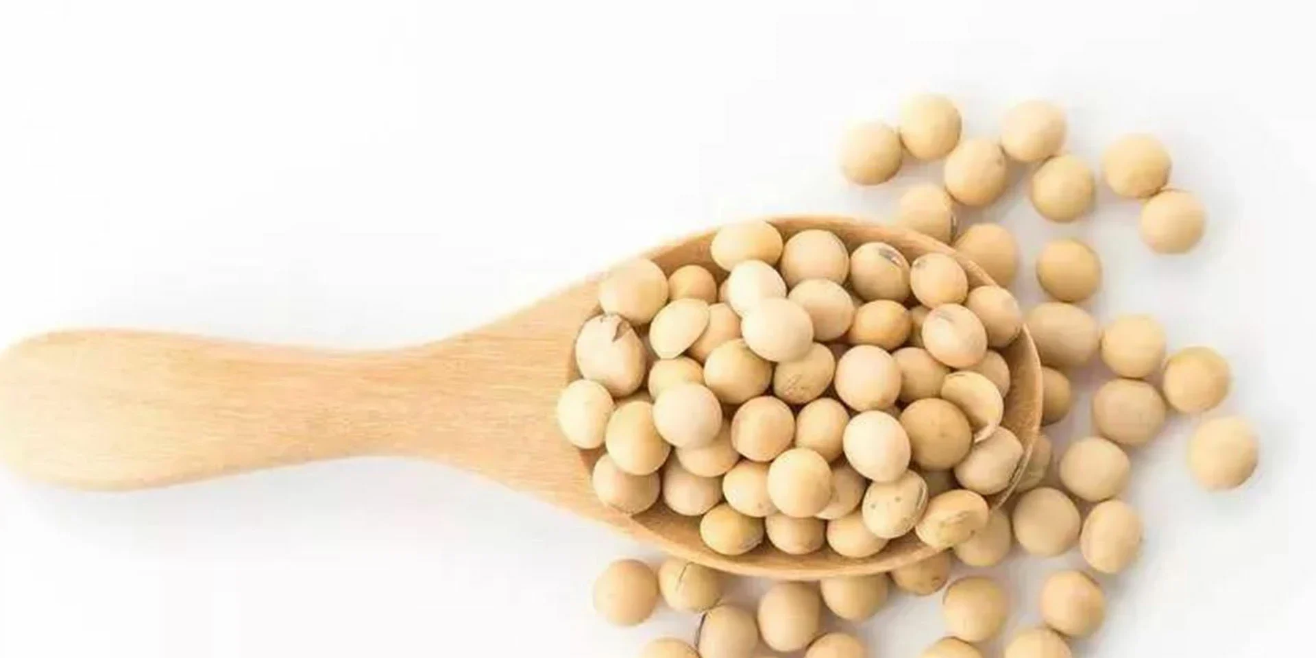 soybean