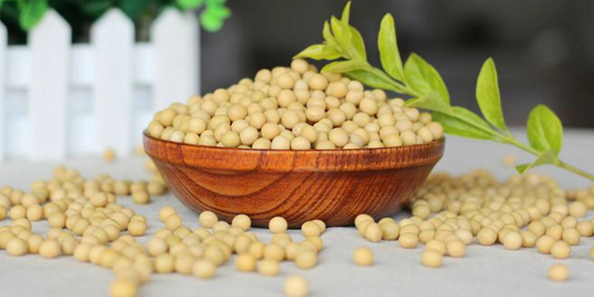 soybean