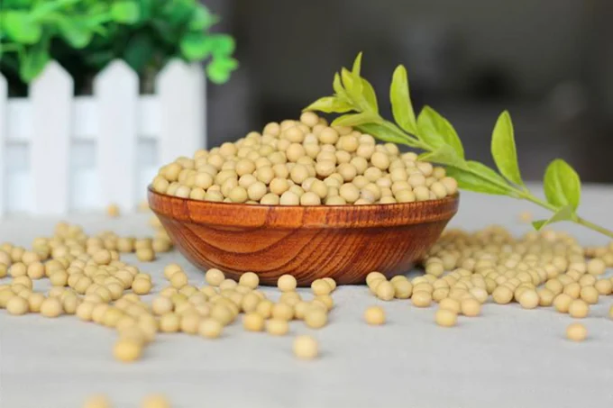 soybean