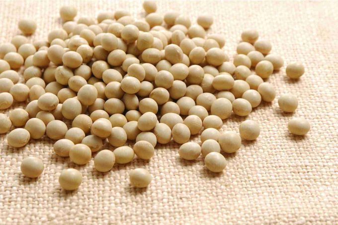 soybean