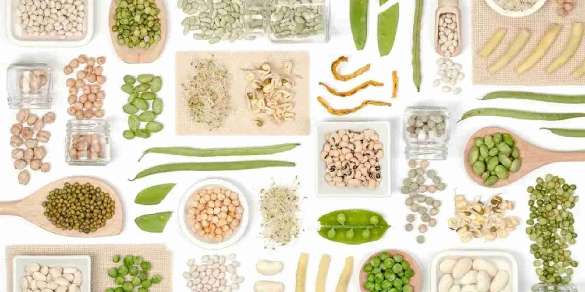 Plant protein
