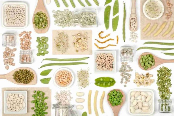 Plant protein