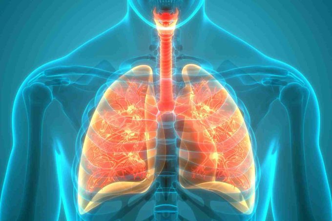 Heart and lung function Heart and lung function