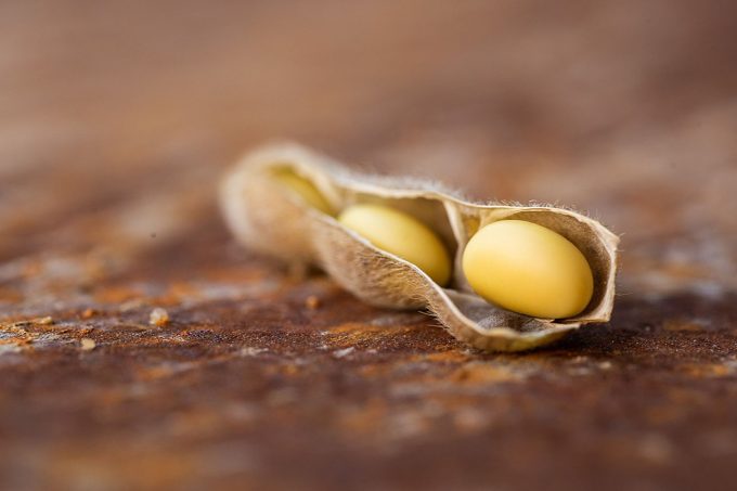 Soybean