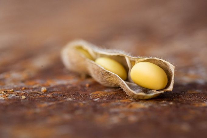 Soy Nutrition