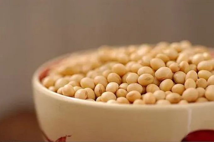Soybean